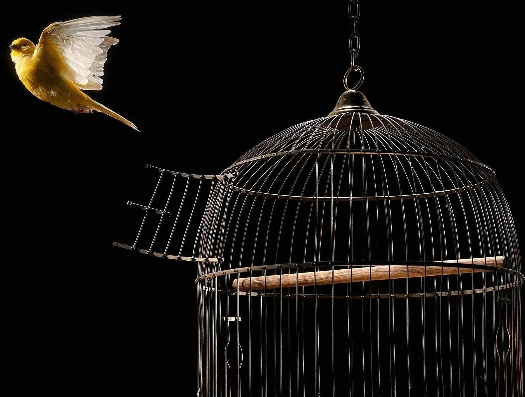 Птица в золотой клетке. Птица вылетает из клетки. Birds депозит