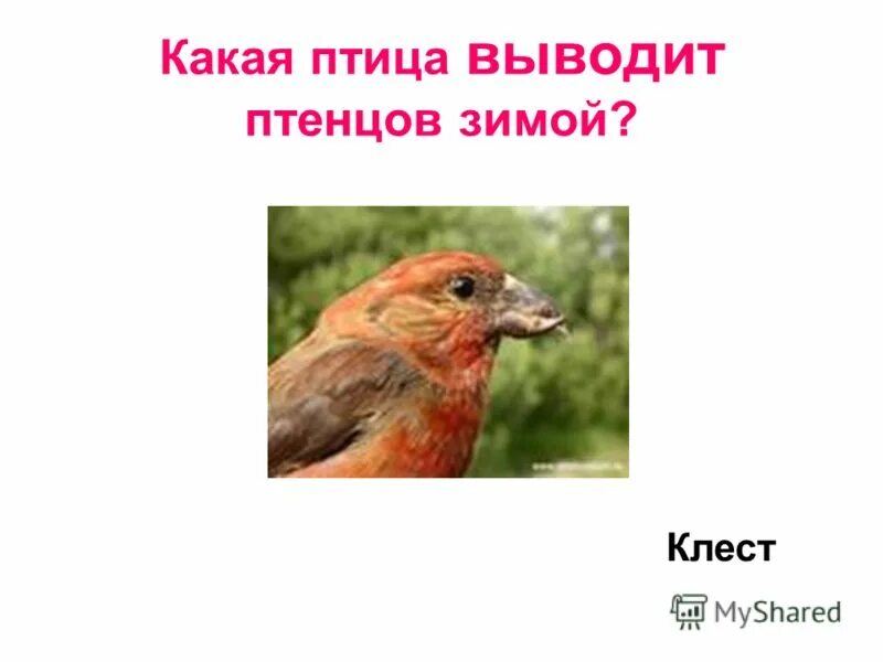 птица выводящая птенцов зимой. эта птица выводит птенцов даже зимой. эта птица выводит птенцов даже зимой. клёст-еловик с птенцами. эта птица выводит птенцов даже зимой.