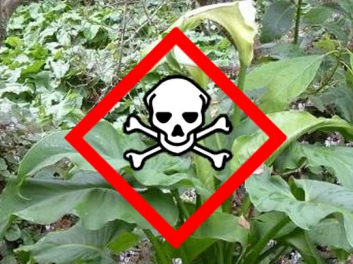 Poison plant. Ядовитые растения в саду и огороде. Токсичные растения на даче. Знак осторожно ядовитые растения. Ядовитые домашние растения.