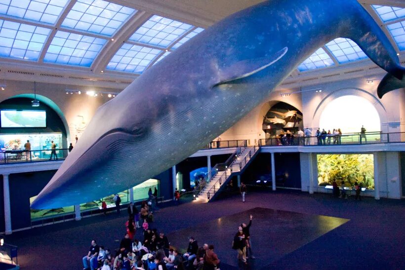 Где живут синие. Синий кит блювал. Самое большое животное на земле. Огромный кит. Самый большой синий кит в мире.