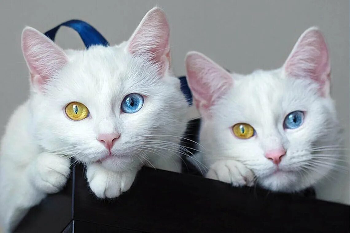 Две белые кошки. Коты близнецы. одинаковые коты. кошки близняшки. кошки близнецы красивые.
