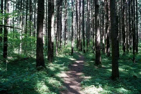 Середневский лес