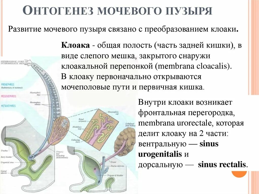 Источник развития мочевого пузыря гистология. Эволюция пищеварительной системы птиц. Строение выделительной системы земноводных. Формирование мочевого пузыря. Органы выделения пресмыкающихся.