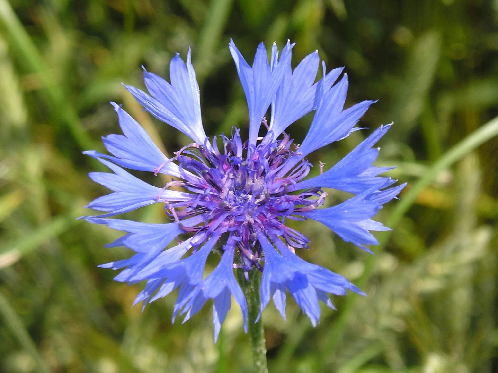 Центаурея Василек. Василек Рейнский. Василек голубой Centaurea cyanus. Centaurea cyanus (Cornflower). Брат василька