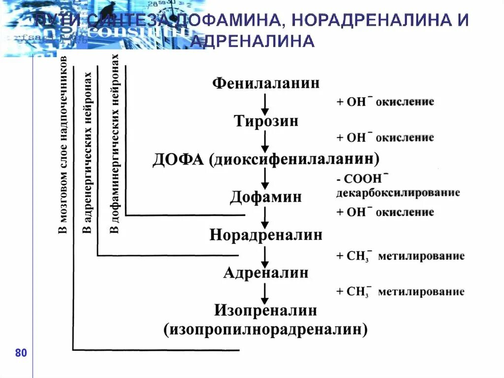 Адреналин образуется. Схема синтеза адреналина. Образование адреналина и норадреналина. Пути биосинтеза норадреналина дофамина и адреналина. Синтез дофамина, адреналина, норадреналина..