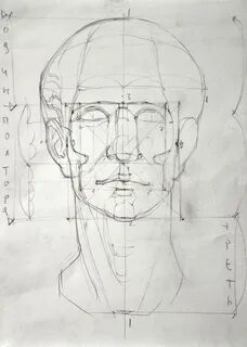 Рисунки пропорций головы
