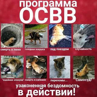 Программа освв