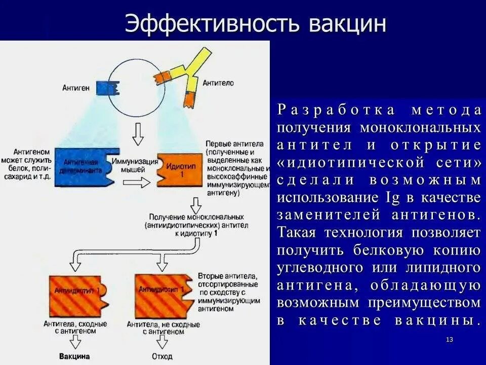 Выработка антигенов. Моноклональные антитела это генная инженерия. Моноклональные антитела против т лимфоцитов. Использование моноклональных антител иммунология. Схема получения моноклональных антител.