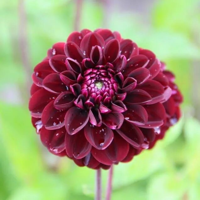 Георгин Dahlia Dark Red. Георгины Блюберд. Георгин дарк