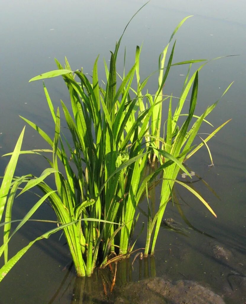 Аир болотный применение. АИР болотный (Acorus Calamus). АИР обыкновенный - Acorus Calamus. 12. АИР болотный. АИР болотный в Карелии.