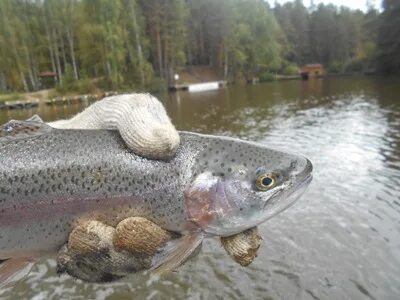 Форель пермь кафе