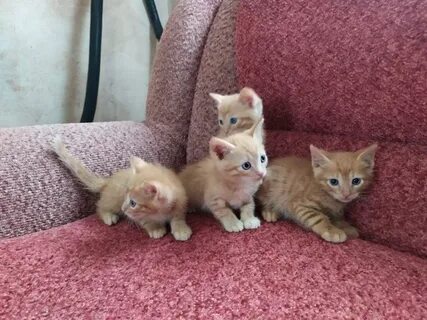 Котята в кстове