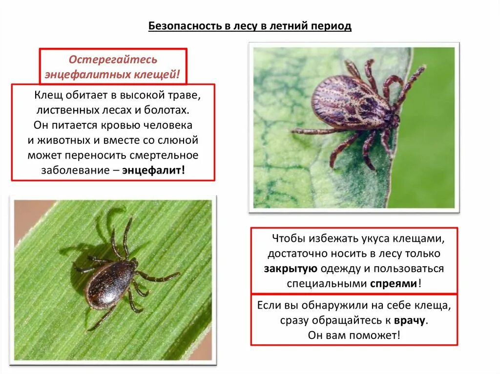 Энцефалитный клещ и обычный. Как отличить клеща от энцефалитного клеща. Разновидности клещей фото и описание