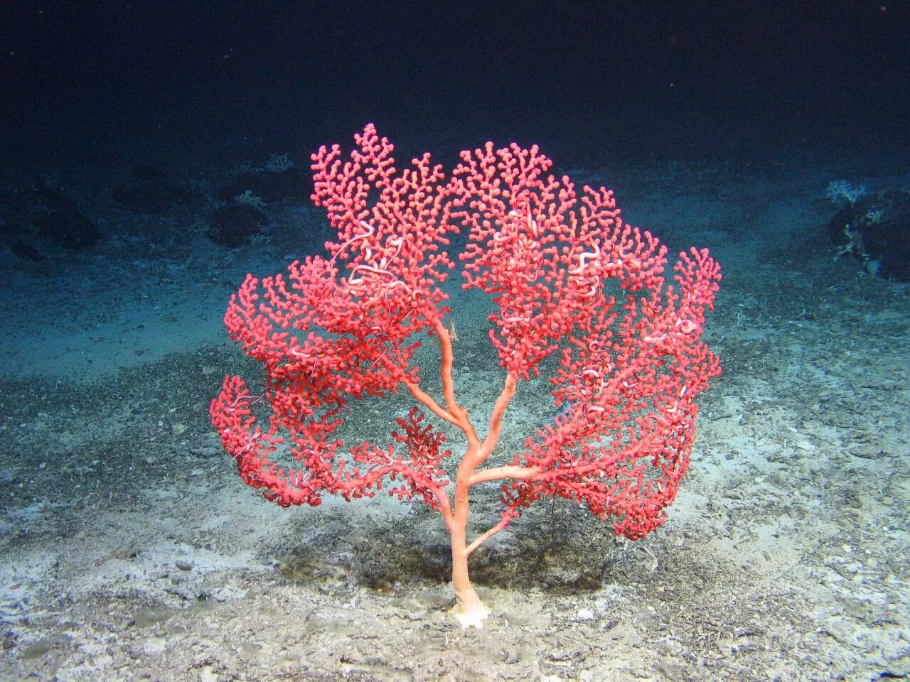 Red coral. Красный коралл Кишечнополостные. Коралловые полипы красный коралл. Морской веер коралл. Коралл циатофиллум.