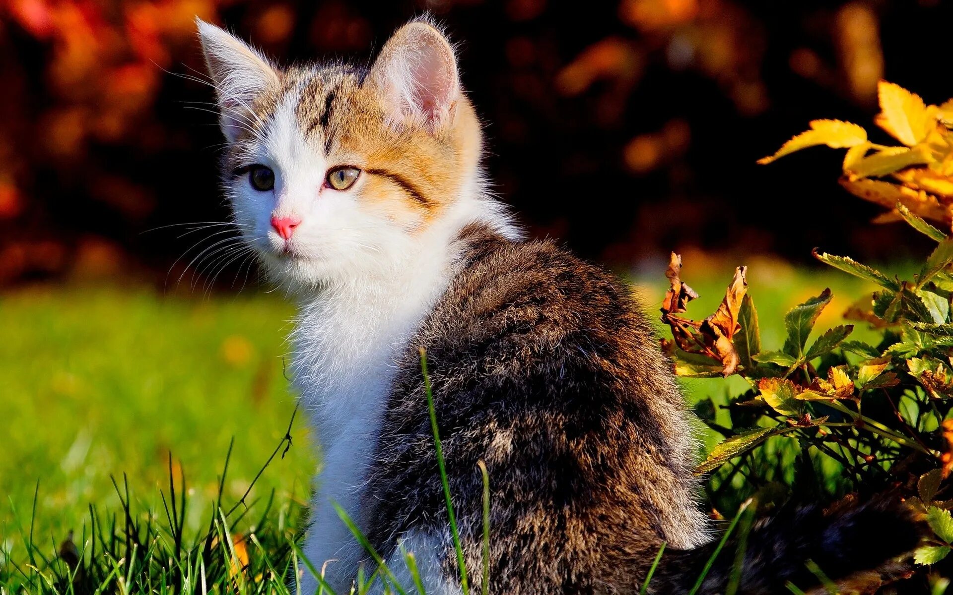 Cat org