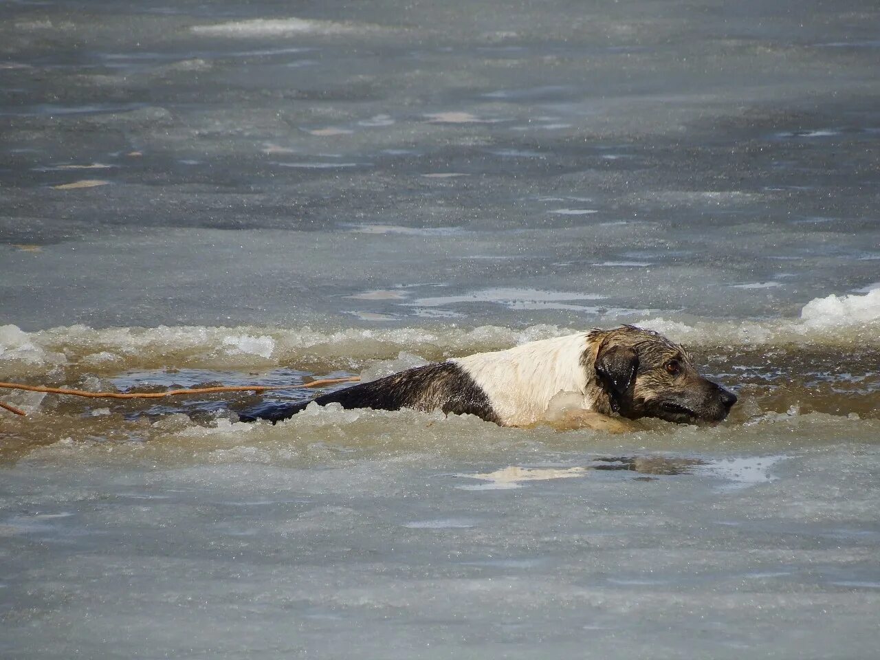 собака под лед