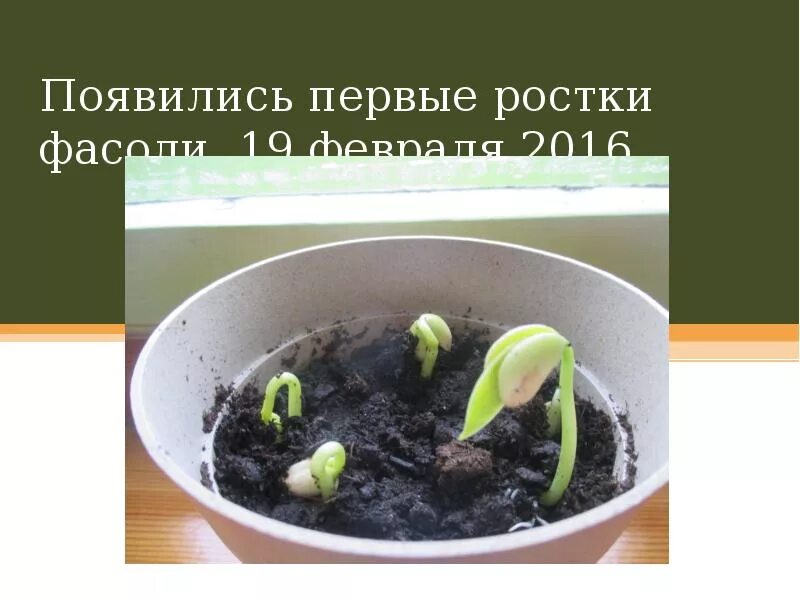 Семена проращивают в темноте или на свету. Росток фасоли в горшке. Прорастание семян гороха. Прорастание семени в горшке. Эксперимент Росток фасоли.