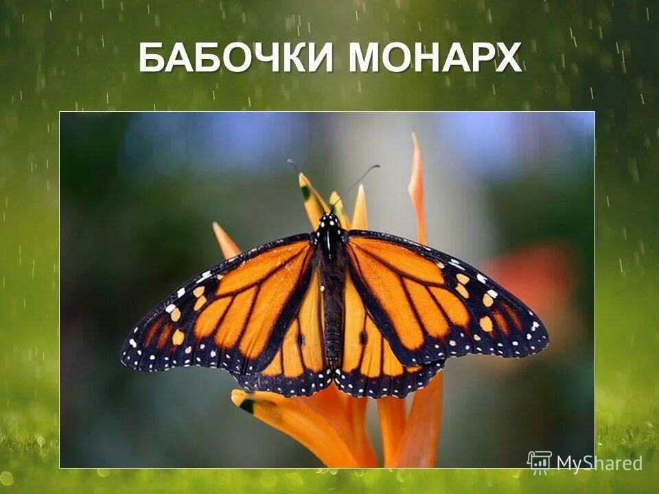 бабочка данаида. данаида монарх. данаида монарх из семейства нимфалид. данаида монарх. данаида монарх.