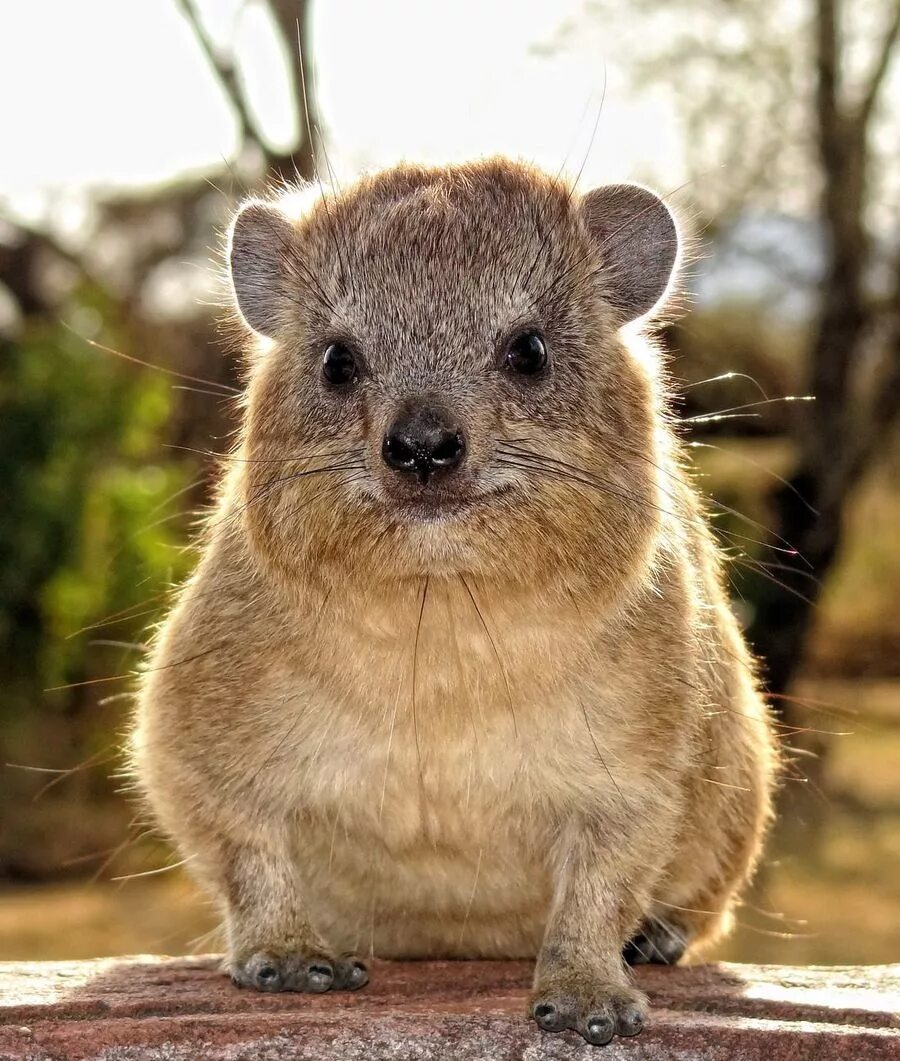 Какое животное попросил. Капский Даман. Даман жиряк. Procavia capensis. Даман Брюса.