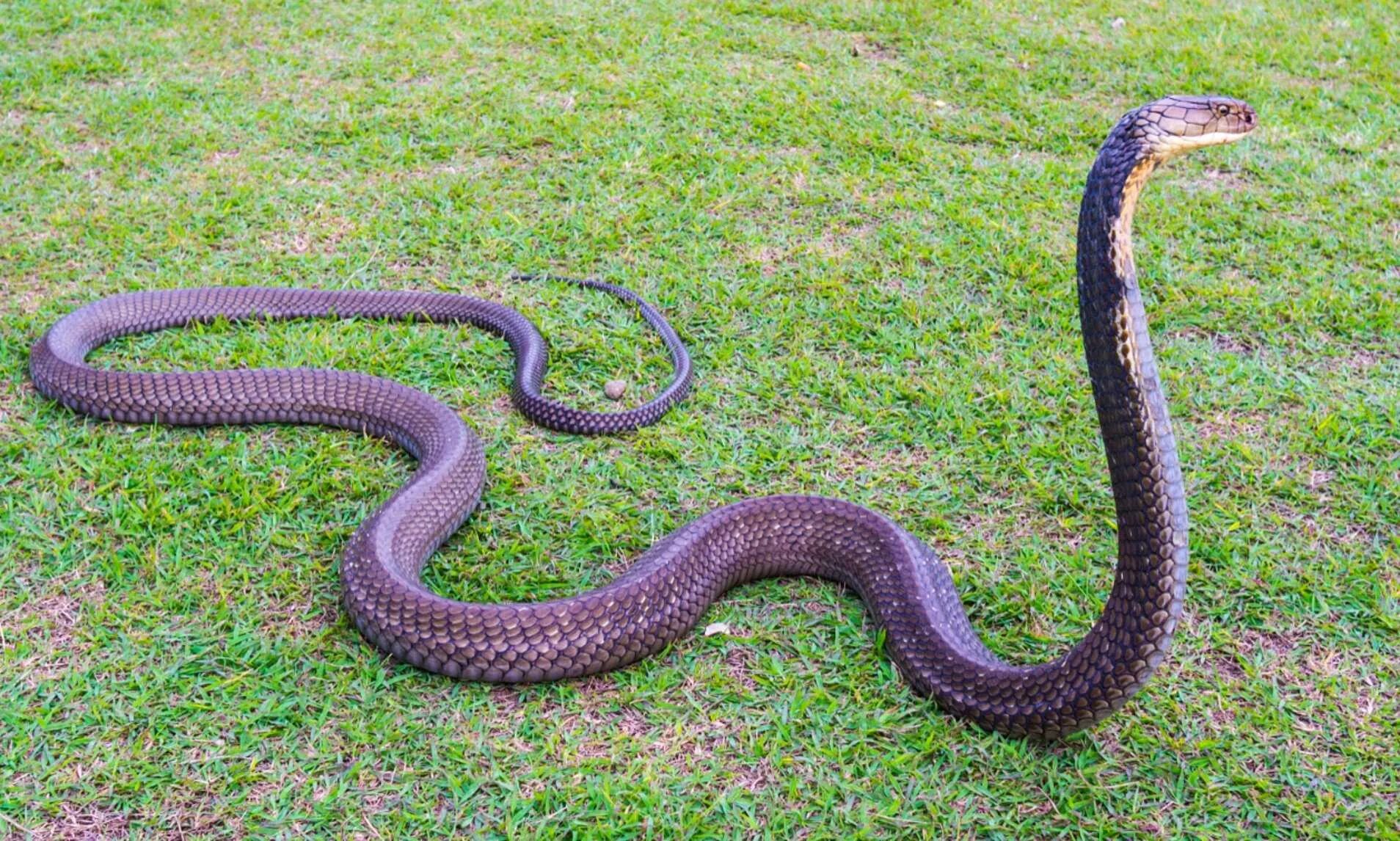 Snakes are longer. Змея Кобра Королевская. Семиголовая Кобра. Змея ползет. Змея уползает.