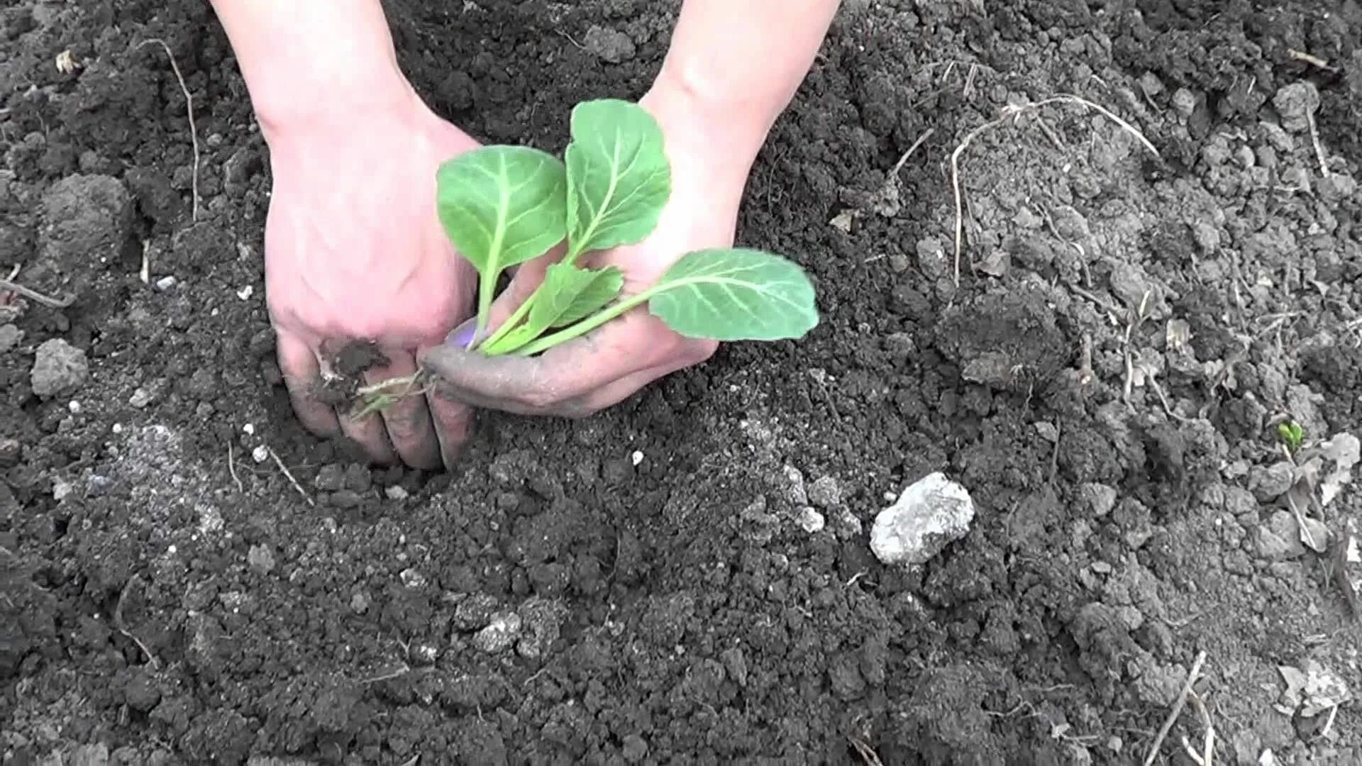 Капусту можно заглублять при пикировке. Рассада белокочанной капусты. Высаживание капусты на рассаду. Высаживание рассады капусты в открытый грунт. Всходы капусты белокочанной.