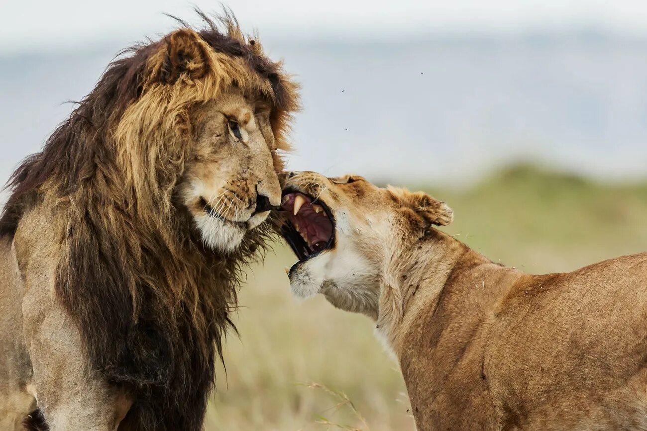 Какой мужчина нравится львам. Лев и львица. Люблю Льва. Лев кусается. Львы обнимаются.