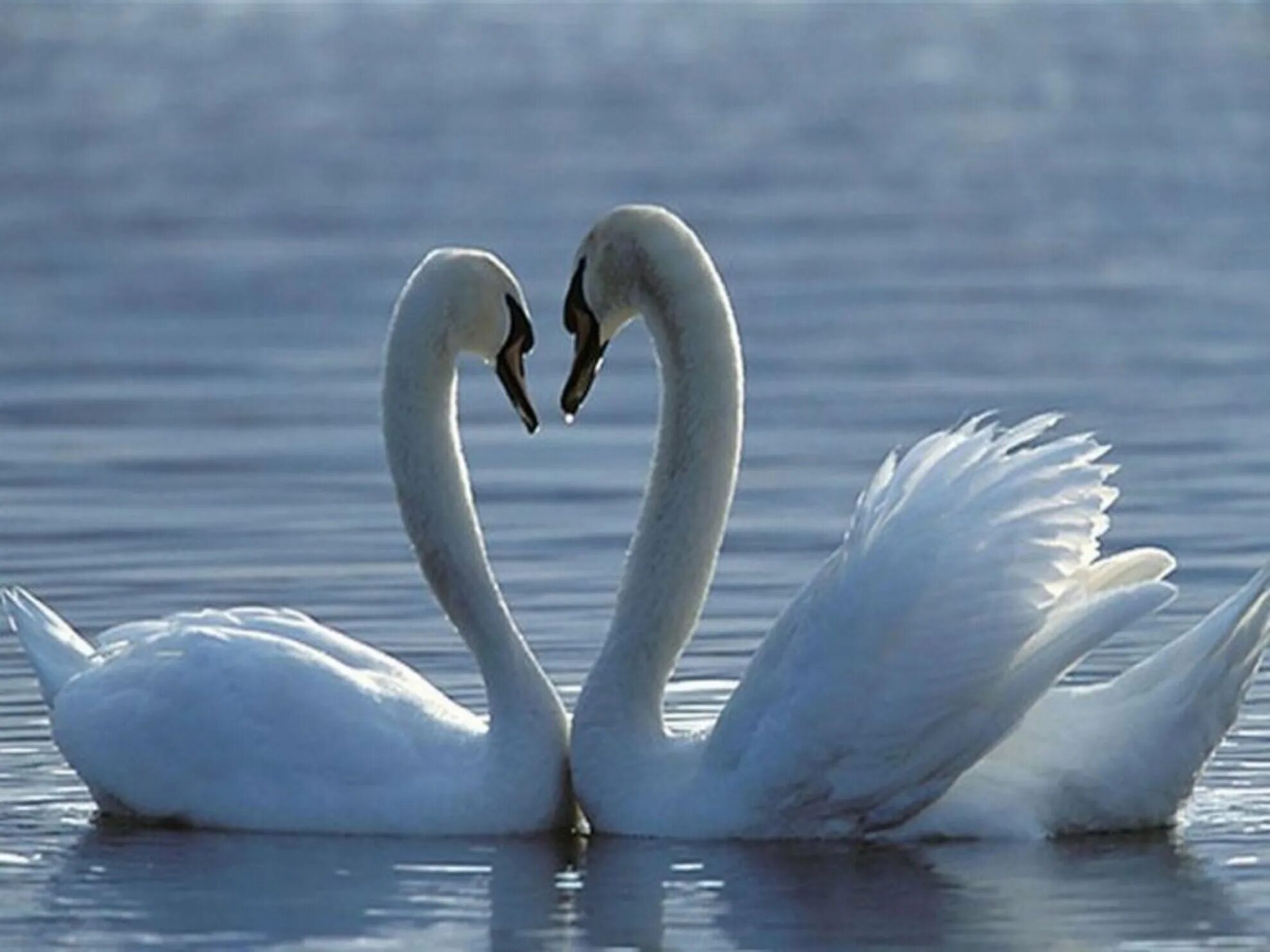 Пара лебедей. Два лебедя. Любовь и лебеди. Белый лебедь. Проект верность