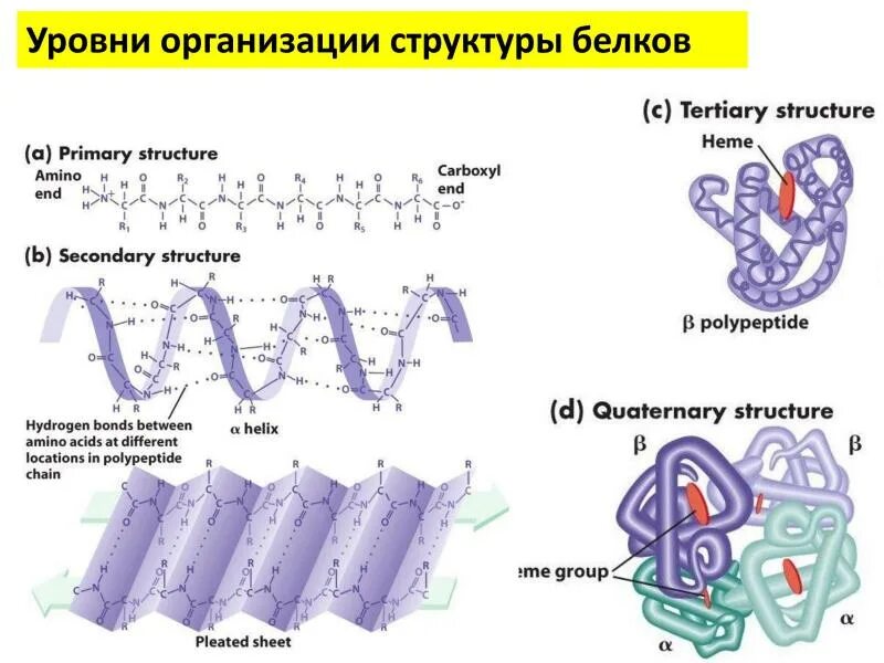 Уровни организации структуры белка. Строение белков 4 структуры. Строение и уровни структурной организации белков. Строение белков 4 структуры белка. 4 организации белка