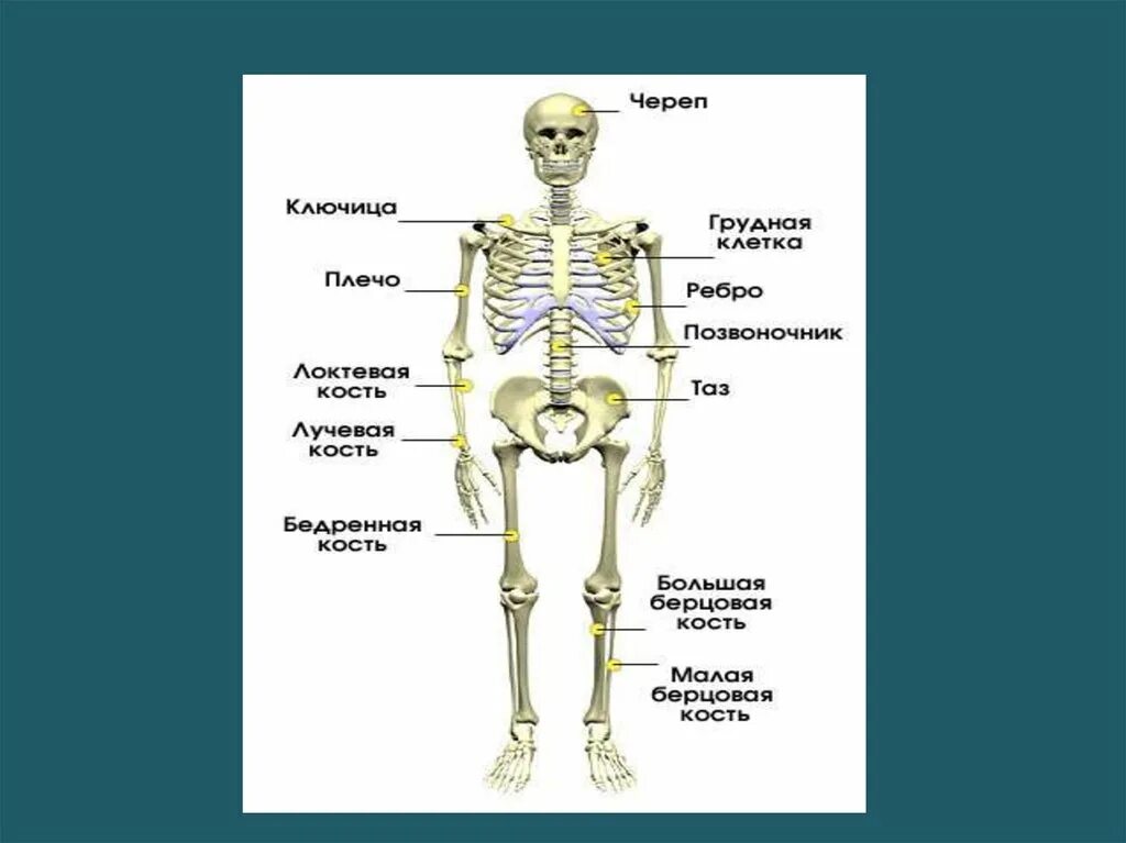 Кости человека 4 класс окружающий мир