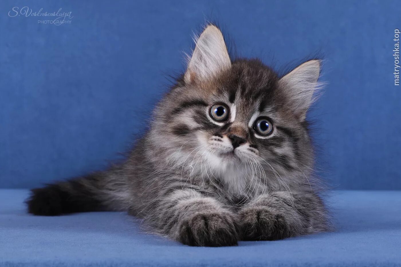 Сибирский кот москва. Котята сибирской породы. Котенок сибиряк. Питомник кошек neva's legend. Чистокровные сибирские котята.