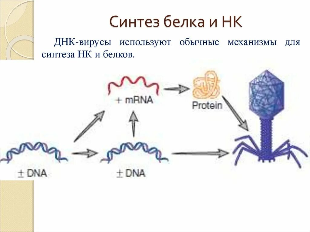 Вирусы способны к самостоятельному обмену. Синтез вирусных белков схема. Синтез вирусной РНК. Синтез вирусного белка. Биосинтез вирусных белков.