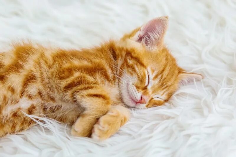 Спящий кот. Рыжий кот спит. Большой рыжий кот во сне. Рыжая кошка. Спящий рыжий котенок.