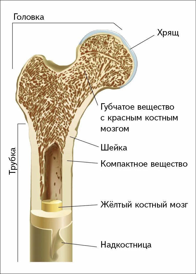 Компактное вещество находится. Строение трубчатой кости человека. Трубчатая кость строение анатомия. Строение трубчатой кости рис. Строение компактного вещества трубчатой кости.