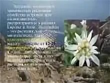 Эдельвейс цветок Легенда. Эдельвейс красная книга растения России. Эдельвейс растение описание. Цветок Эдельвейс интересные факты.