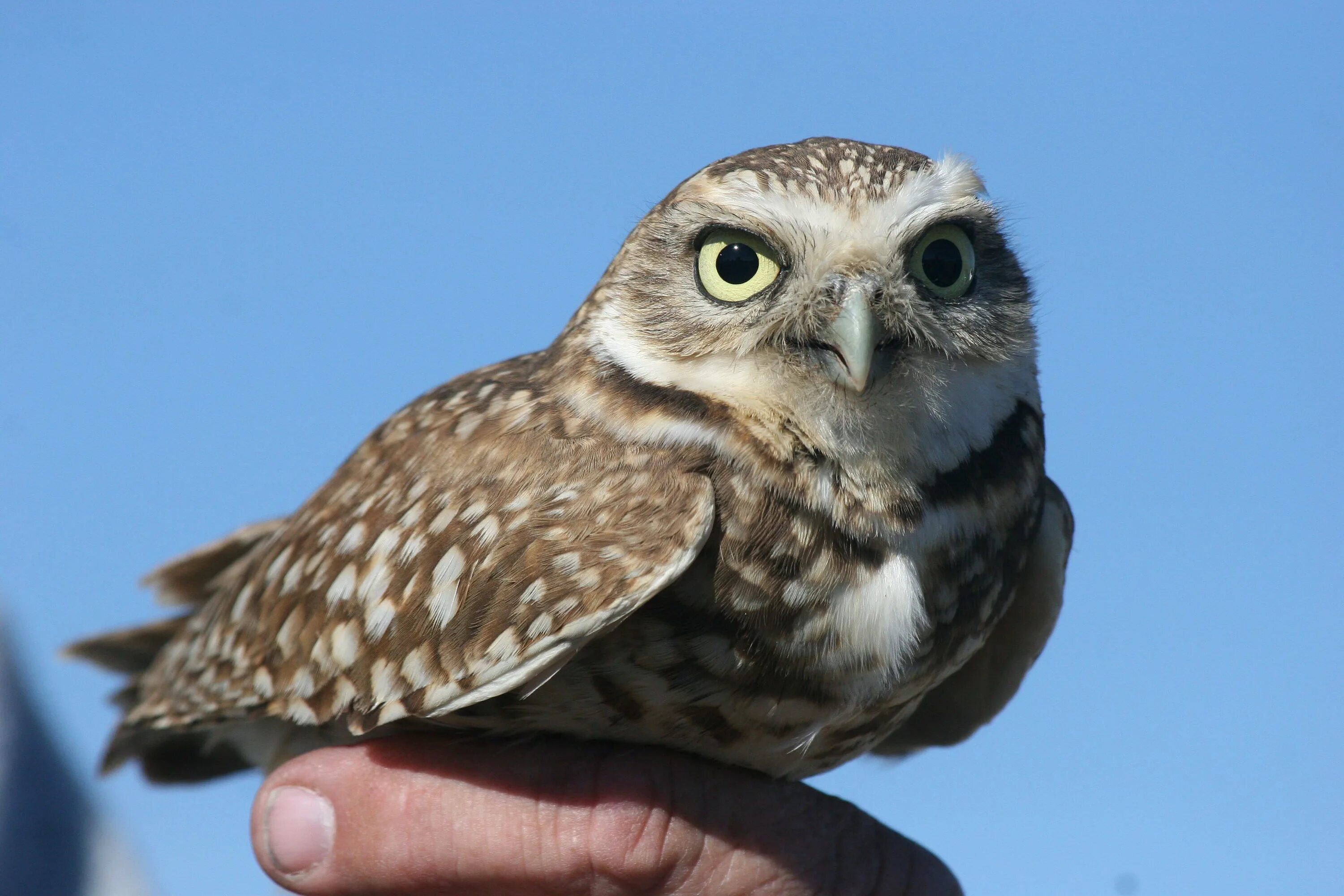 Сыч штефанов. Glaucidium passerinum. Воробьиный сыч. Домовой сыч птенец. Мохноногий сыч ареал.