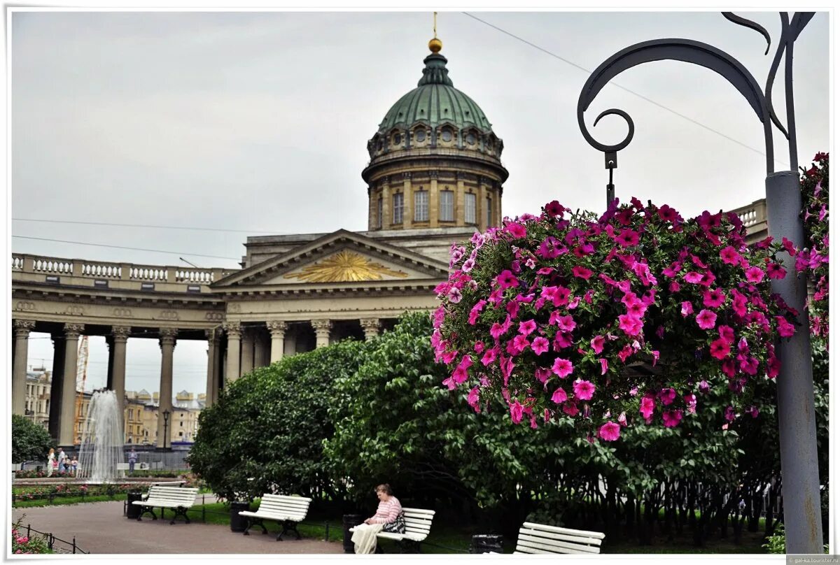 Растения в летнем саду в санкт-петербурге. Цветы растения спб. Цветы растения спб. Цветы растения спб. Летники летнего сада.