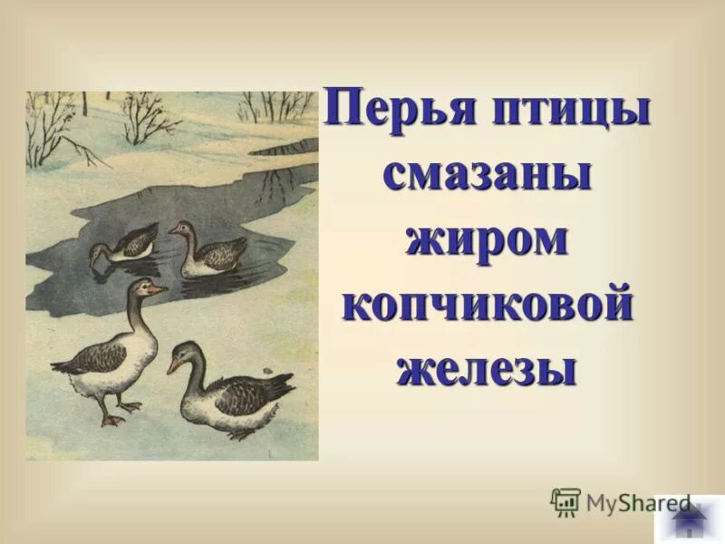 для чего нужны перья. для чего птицам перья. зачем птицам перья для детей. эксперименты с пером птицы. почему утка.