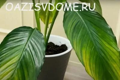 Спатифиллум пожелтели листья что делать