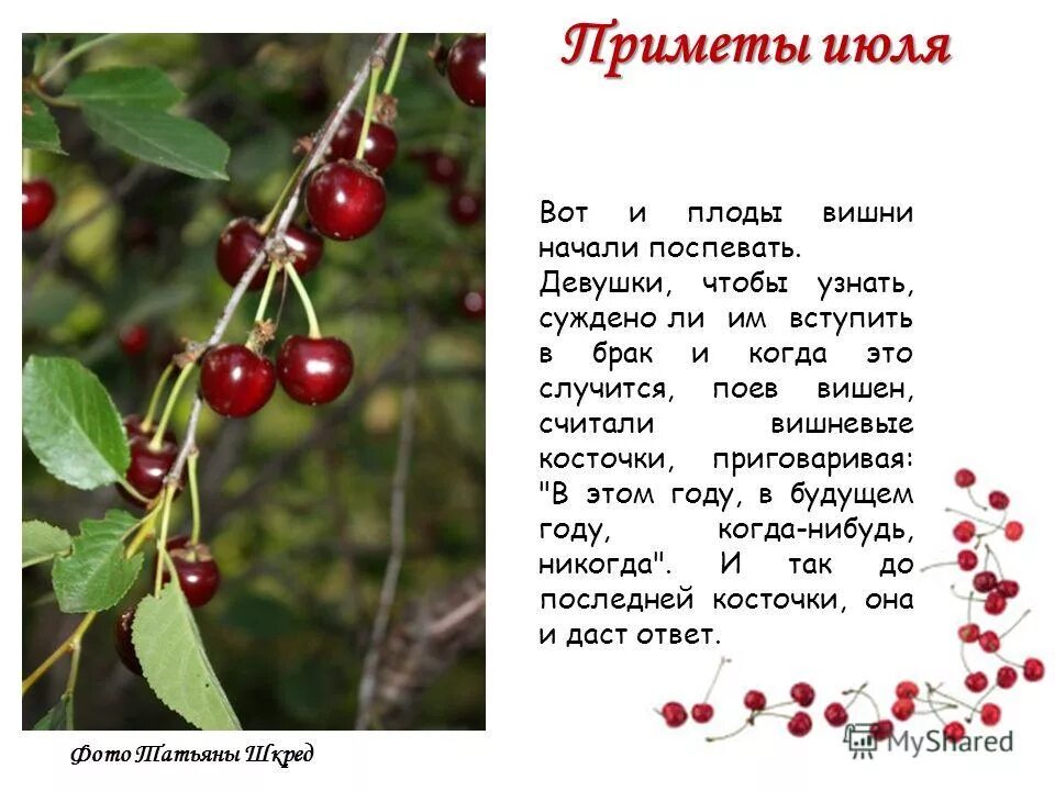 Вишня почему любовь не вышел. Стих вишня. Сообщение о вишне. Стих про вишню для детей. Приметы июля.