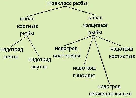 Систематика рыб схема. Классификация рыб 7 класс биология. Надкласс рыбы классификация. Надкласс рыбы систематика. Классификация надкласса рыб схема.