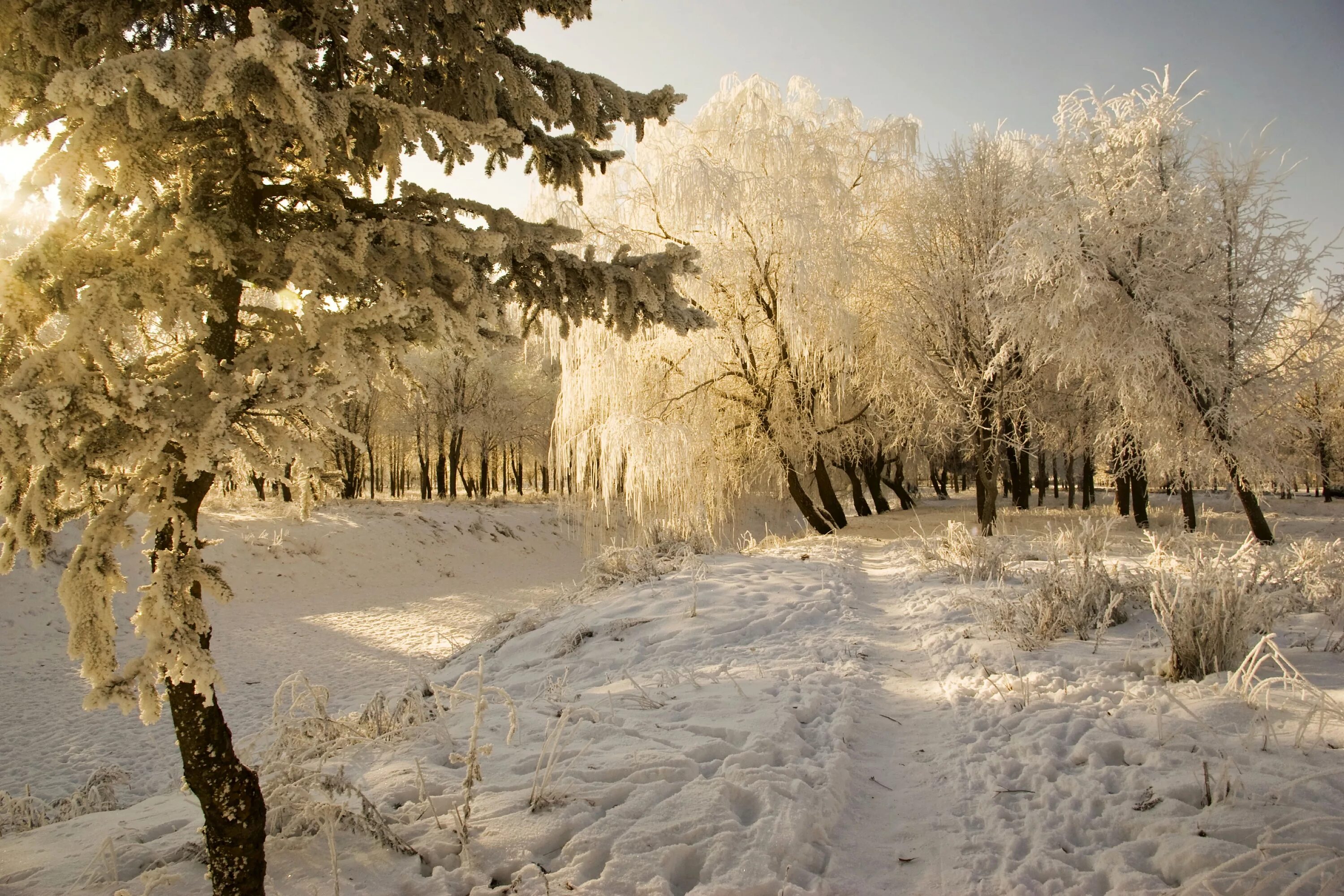 Зима февраль. Зимний пейзаж. Февраль природа. Январь природа. Красивая природа февраль