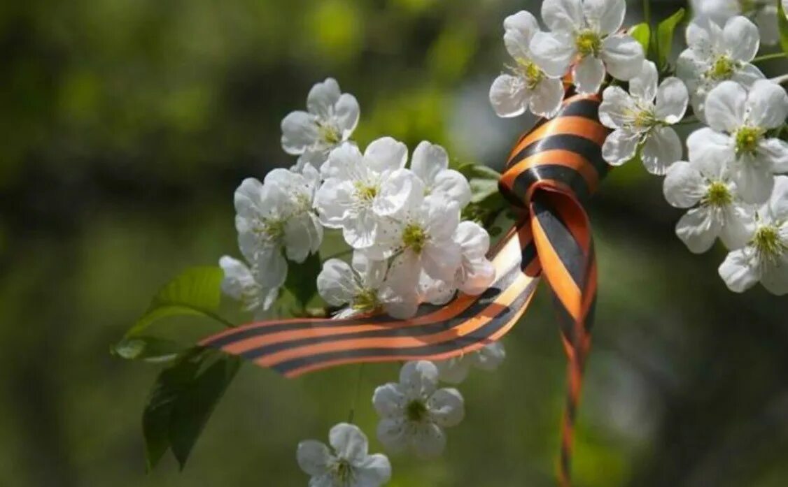 Весенний май песня. Георгиевская ленточка на цветущей яблоне. Георгиевская ленточка и цветы яблони.