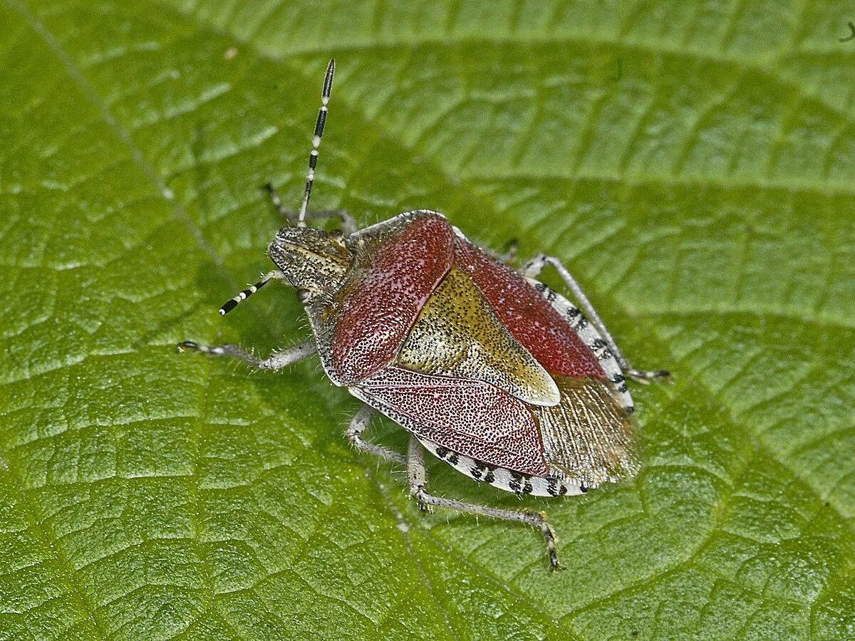 Клоп щитник ягодный какое развитие. Dolycoris baccarum - щитник ягодный. Щитник Dolycoris. Клоп щитник. Клоп щитник ягодный.