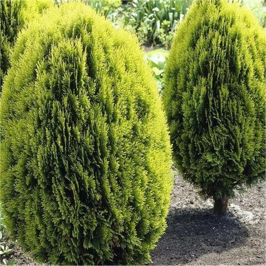 Platycladus orientalis aurea nana variegata