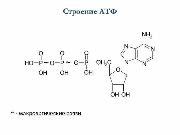 Атф форма энергии. Формула АТФ макроэргические связи. Структурная формула АТФ макроэргические связи. Формула АТФ С макроэргическими связями. Формула макроэргического соединения АТФ.