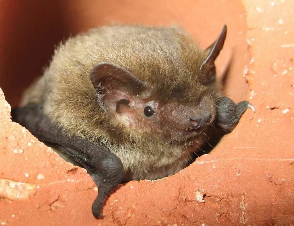 Лесной нетопырь. Нетопырь Натузиуса. Нетопырь Лесной (pipistrellus nathusii). Летучая мышь нетопырь. Нетопырь-карлик.