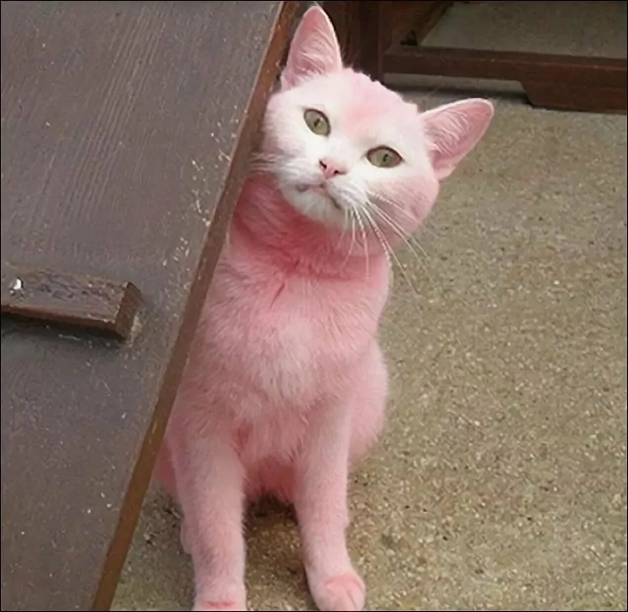 Как найти розового кота. Розовый кот. розовая кошка. розовый котенок. кошка розового цвета.