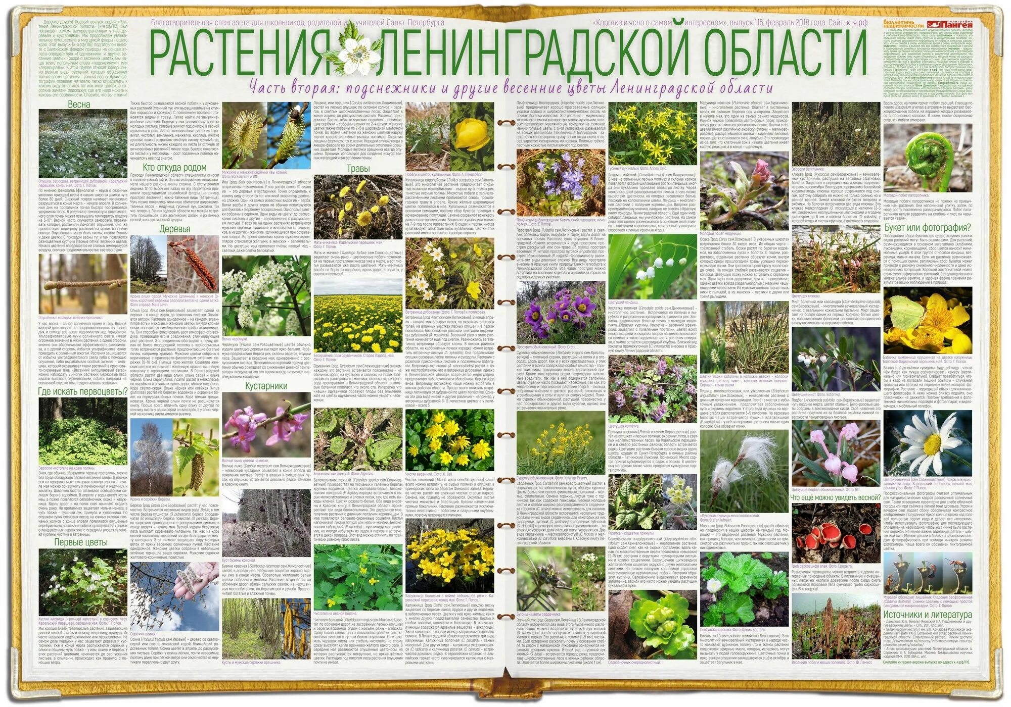 Какие растения в ленинградской области