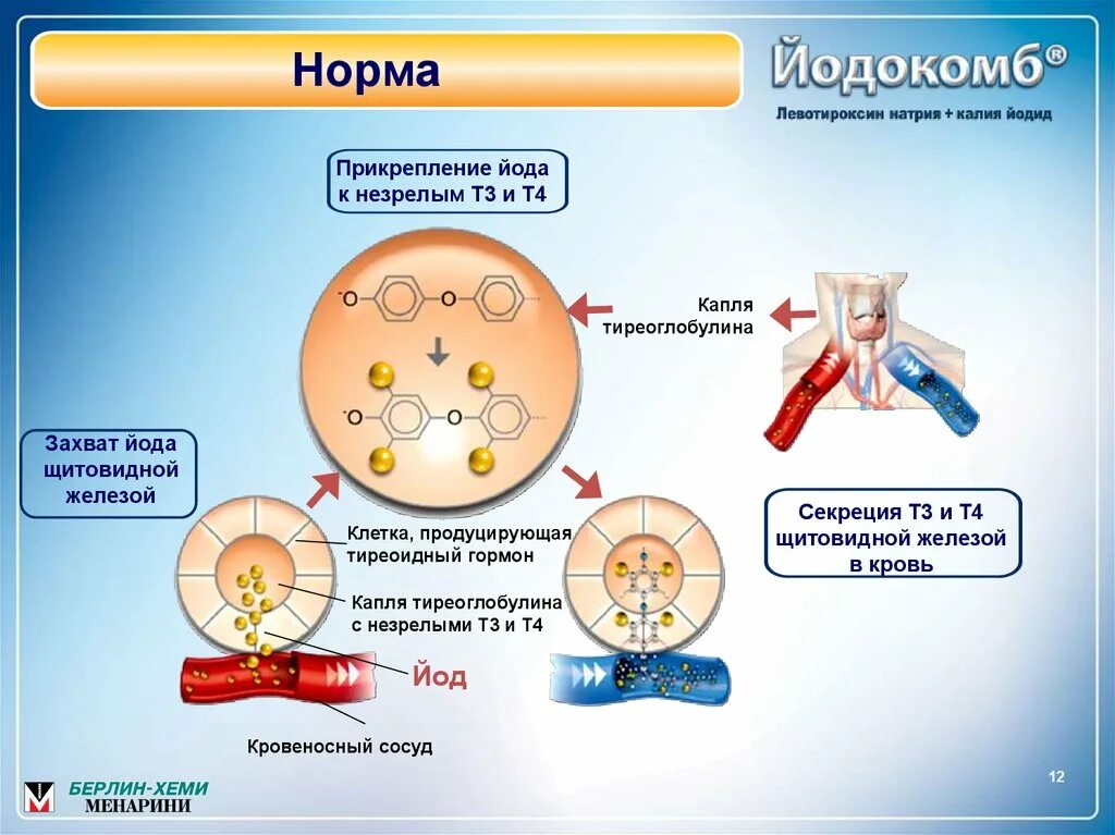 Захват йода. Захват йода щитовидной железой. Норма захвата радиоактивного йода в щитовидной железе. Захват нормы