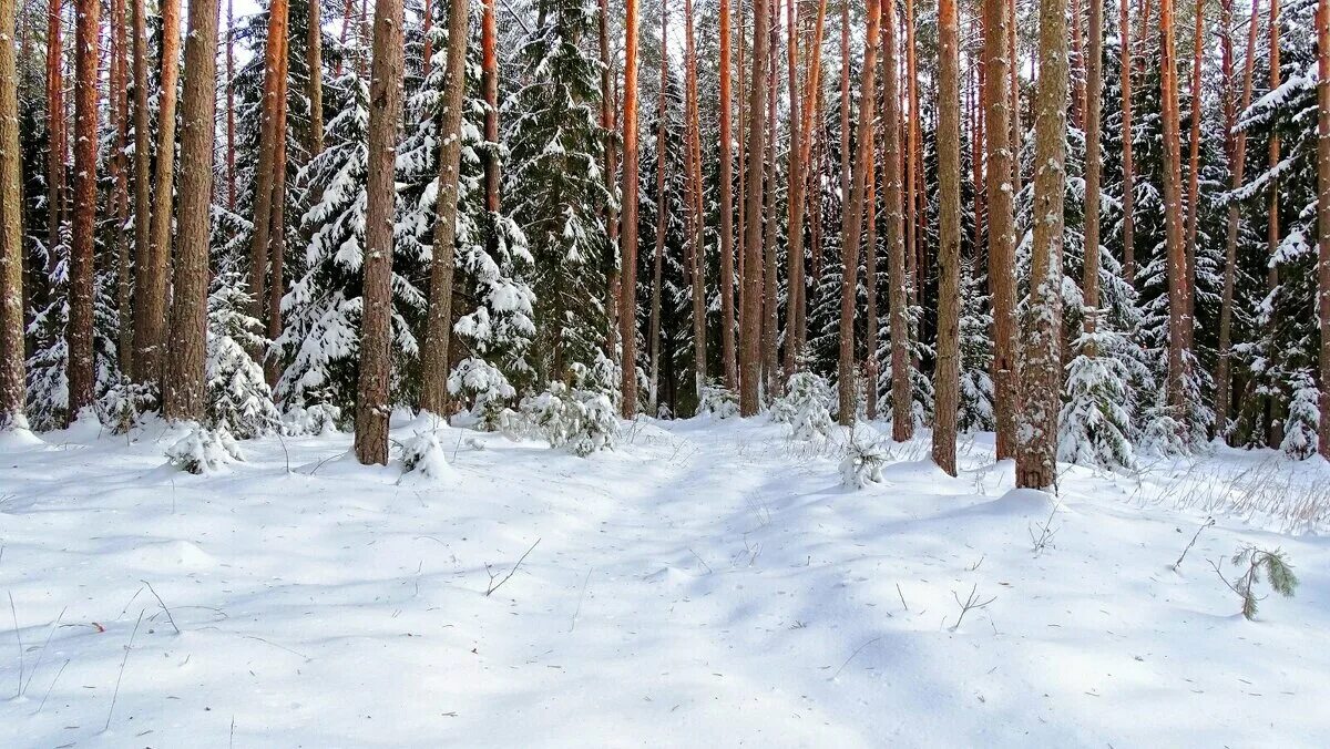 сосновый бор новосибирск зимние горки. рустай лагерь 2005 год. скляров бор россошь. городской бор шадринск. парк в россоши каялов бор.